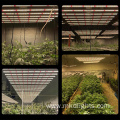 1000W Led 2.8 Plant Grow Light 6Inch